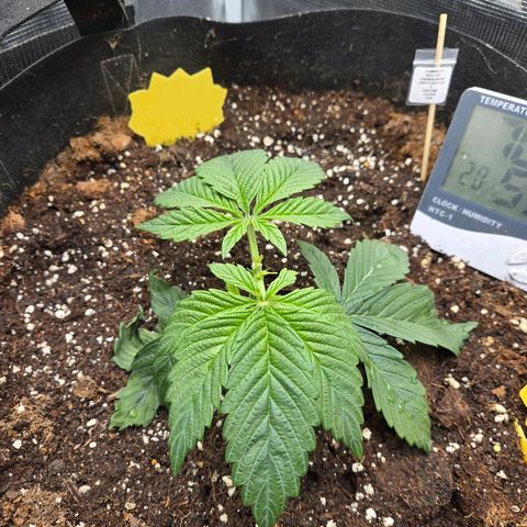 Dos Si Dos x61 x Fortune Cookie  growlog timeline photo