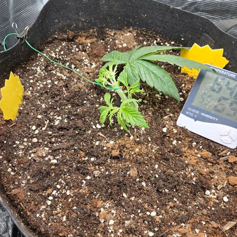 Dos Si Dos x61 x Fortune Cookie  growlog photo: Little moving around.. put new tray in underneath, and added tit down for lst.