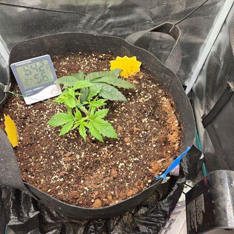 Dos Si Dos x61 x Fortune Cookie  growlog timeline photo