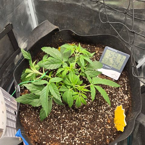 Dos Si Dos x61 x Fortune Cookie  growlog timeline photo