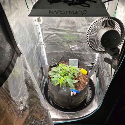 Dos Si Dos x61 x Fortune Cookie  growlog photo: Moved tent into house. (Out of garage)  temperature in garage too cold.
