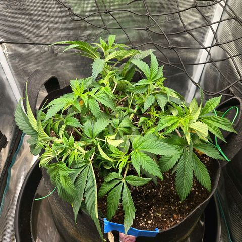 Dos Si Dos x61 x Fortune Cookie  growlog timeline photo