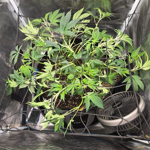 Dos Si Dos x61 x Fortune Cookie  growlog timeline photo