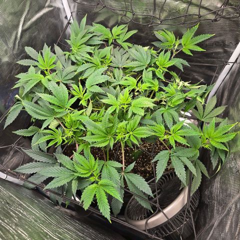 Dos Si Dos x61 x Fortune Cookie  growlog timeline photo