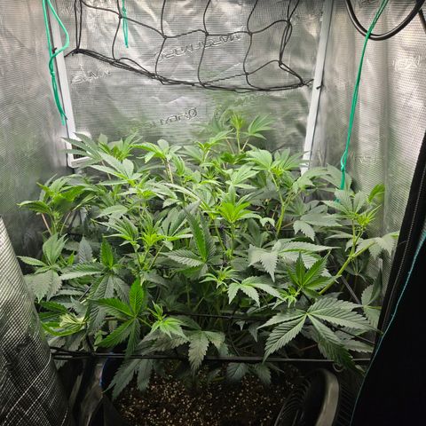 Dos Si Dos x61 x Fortune Cookie  growlog timeline photo