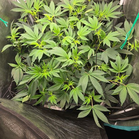 Dos Si Dos x61 x Fortune Cookie  growlog timeline photo