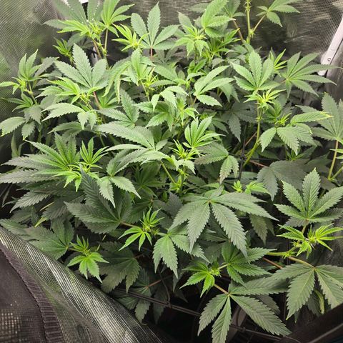 Dos Si Dos x61 x Fortune Cookie  growlog timeline photo