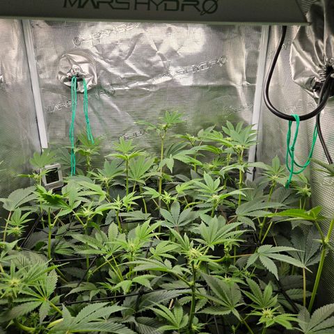 Dos Si Dos x61 x Fortune Cookie  growlog timeline photo