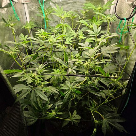 Dos Si Dos x61 x Fortune Cookie  growlog timeline photo