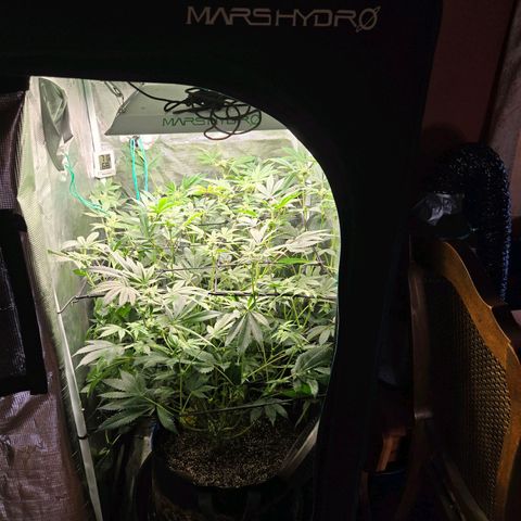 Dos Si Dos x61 x Fortune Cookie  growlog timeline photo