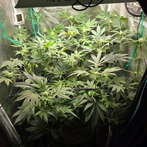 Dos Si Dos x61 x Fortune Cookie  growlog timeline photo