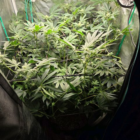 Dos Si Dos x61 x Fortune Cookie  growlog timeline photo
