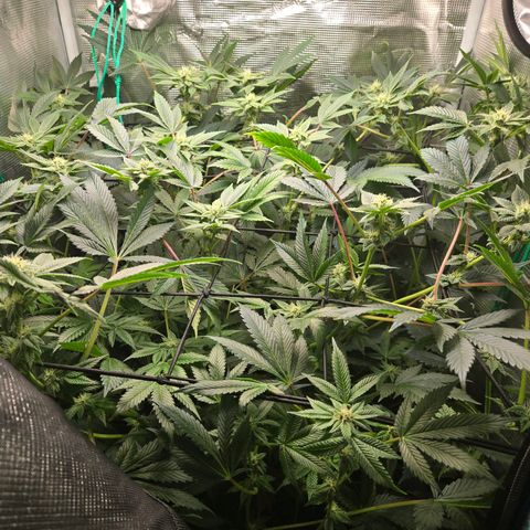 Dos Si Dos x61 x Fortune Cookie  growlog timeline photo