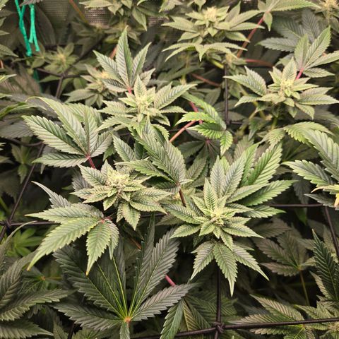 Dos Si Dos x61 x Fortune Cookie  growlog timeline photo