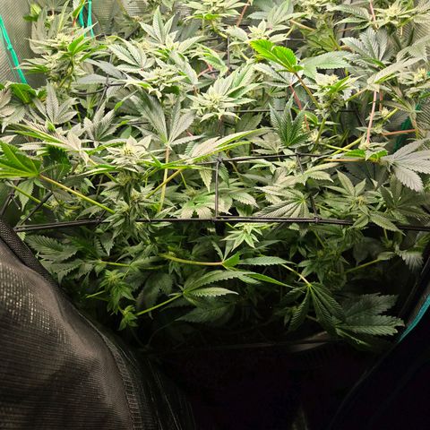 Dos Si Dos x61 x Fortune Cookie  growlog timeline photo