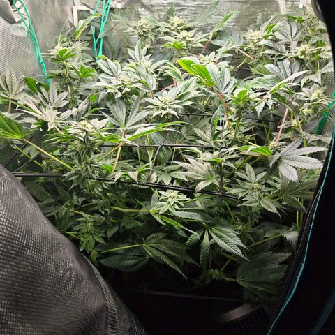 Dos Si Dos x61 x Fortune Cookie  growlog timeline photo