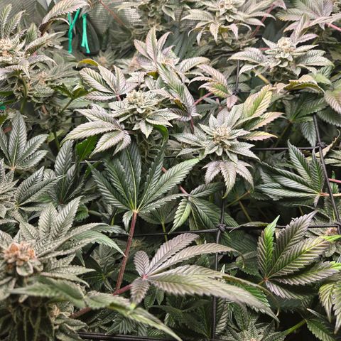 Dos Si Dos x61 x Fortune Cookie  growlog timeline photo