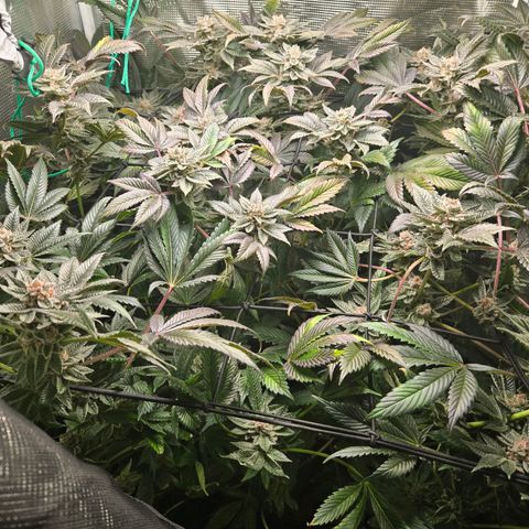 Dos Si Dos x61 x Fortune Cookie  growlog timeline photo