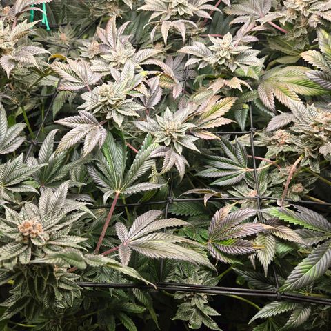 Dos Si Dos x61 x Fortune Cookie  growlog timeline photo
