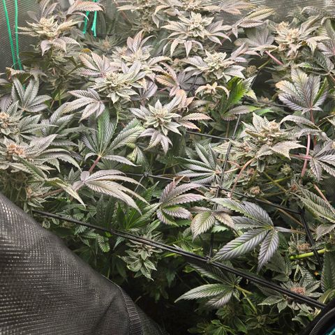 Dos Si Dos x61 x Fortune Cookie  growlog timeline photo