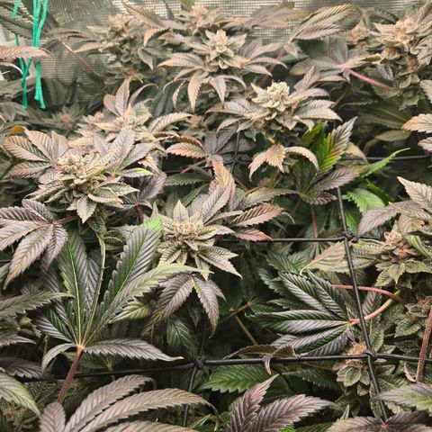 Dos Si Dos x61 x Fortune Cookie  growlog timeline photo