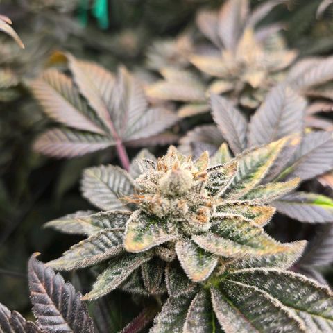 Dos Si Dos x61 x Fortune Cookie  growlog timeline photo