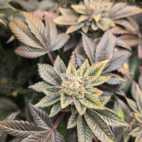 Dos Si Dos x61 x Fortune Cookie  growlog timeline photo
