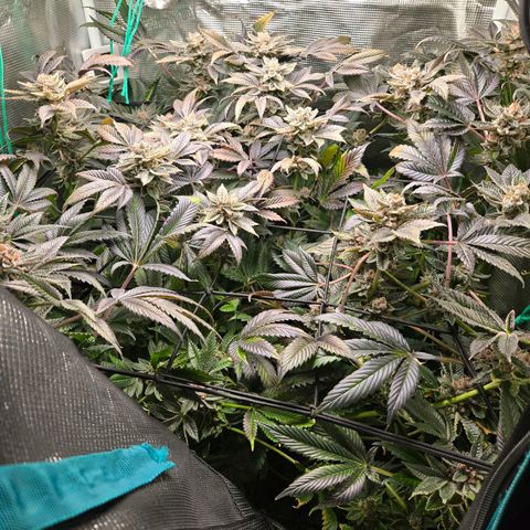 Dos Si Dos x61 x Fortune Cookie  growlog timeline photo