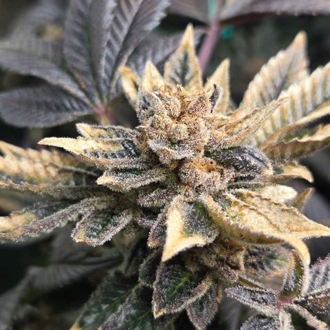 Dos Si Dos x61 x Fortune Cookie  growlog timeline photo