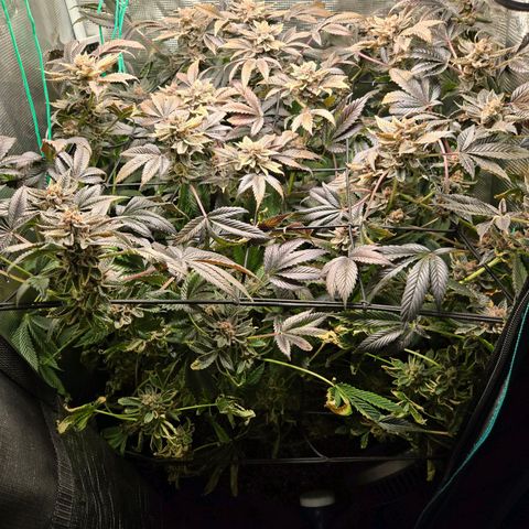 Dos Si Dos x61 x Fortune Cookie  growlog timeline photo