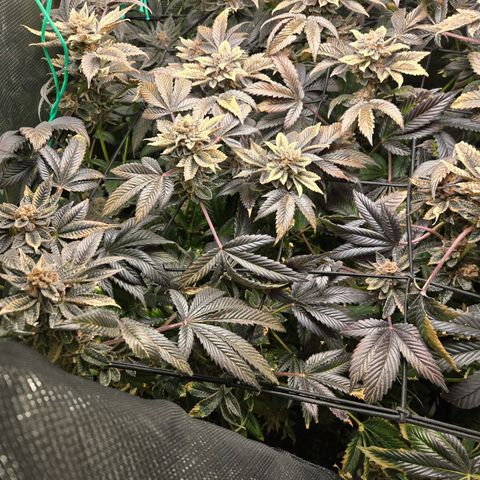 Dos Si Dos x61 x Fortune Cookie  growlog timeline photo