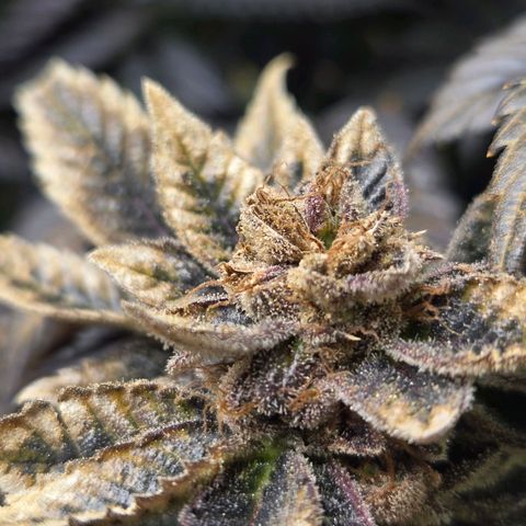 Dos Si Dos x61 x Fortune Cookie  growlog timeline photo