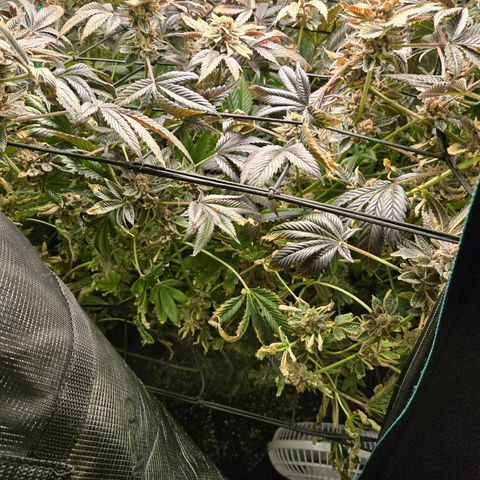 Dos Si Dos x61 x Fortune Cookie  growlog timeline photo