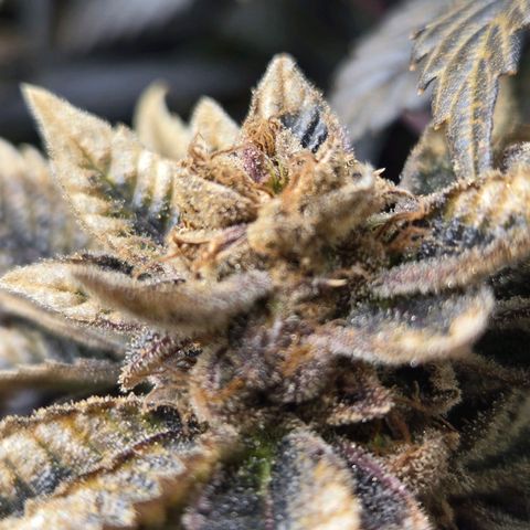 Dos Si Dos x61 x Fortune Cookie  growlog timeline photo