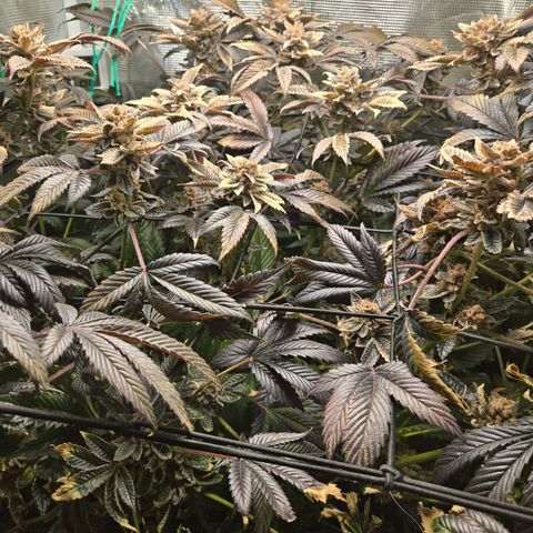Dos Si Dos x61 x Fortune Cookie  growlog timeline photo