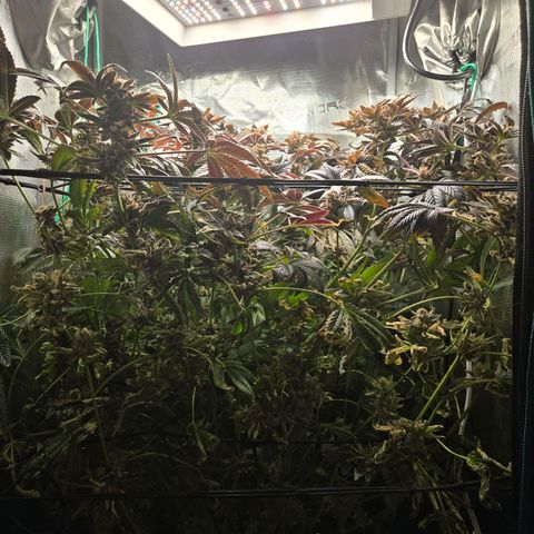 Dos Si Dos x61 x Fortune Cookie  growlog timeline photo