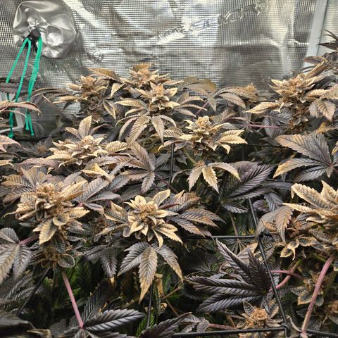 Dos Si Dos x61 x Fortune Cookie  growlog photo: Couple weeks from harvest.?!?.?!