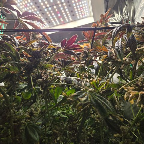 Dos Si Dos x61 x Fortune Cookie  growlog photo: Couple weeks from harvest.?!?.?!