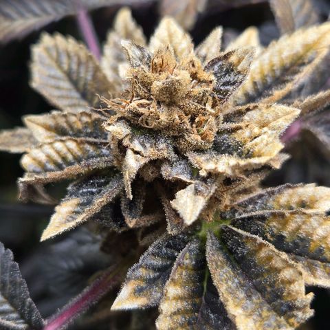 Dos Si Dos x61 x Fortune Cookie  growlog timeline photo