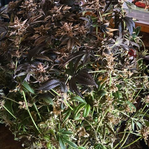 Dos Si Dos x61 x Fortune Cookie  growlog timeline photo