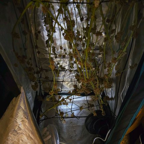 Dos Si Dos x61 x Fortune Cookie  growlog timeline photo