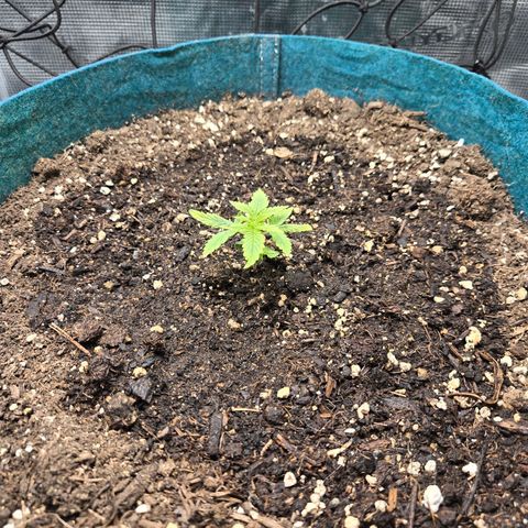 Super Lemon Haze Auto growlog timeline photo