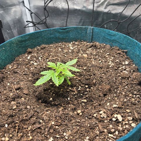 Super Lemon Haze Auto growlog timeline photo