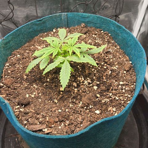 Super Lemon Haze Auto growlog timeline photo