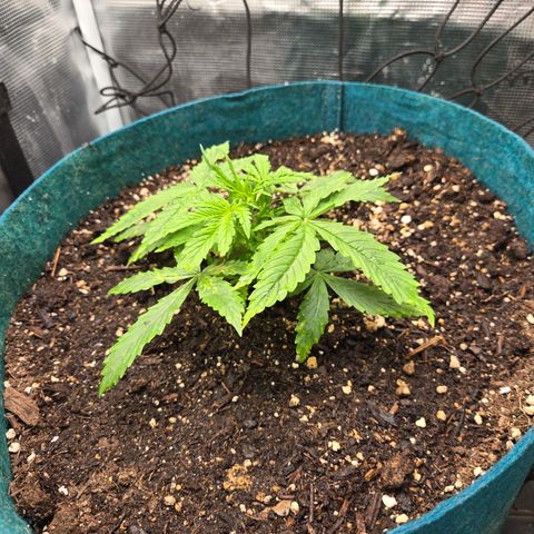 Super Lemon Haze Auto growlog timeline photo