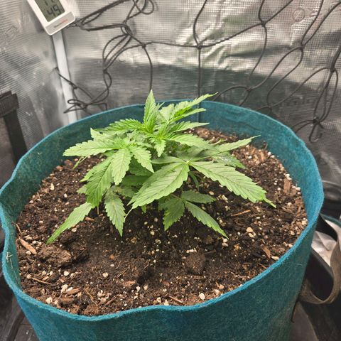 Super Lemon Haze Auto growlog photo: Raised lights; hope to get some stretch