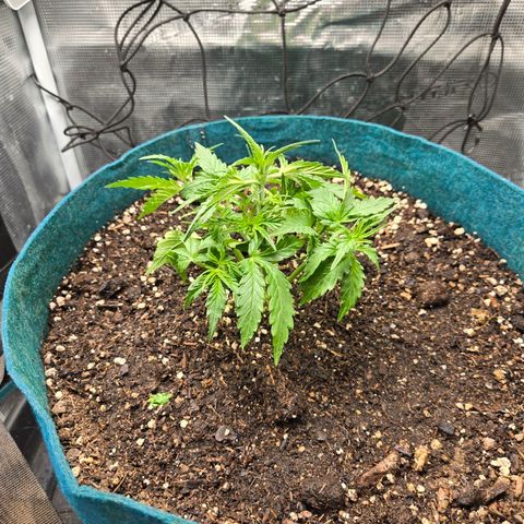 Super Lemon Haze Auto growlog timeline photo