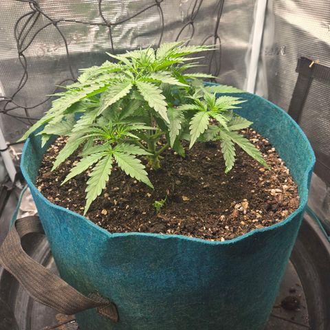 Super Lemon Haze Auto growlog timeline photo