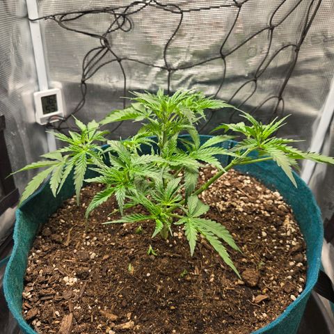 Super Lemon Haze Auto growlog timeline photo