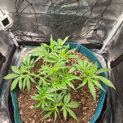 Super Lemon Haze Auto growlog timeline photo